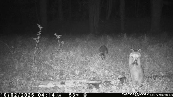 Trail camera wildlife monitoring